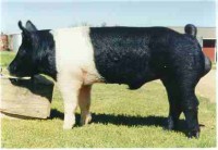Porc rallat